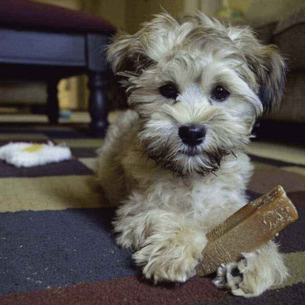 Dog Chew I16310
