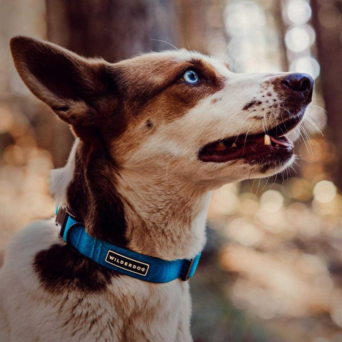Waterproof Collar P7391