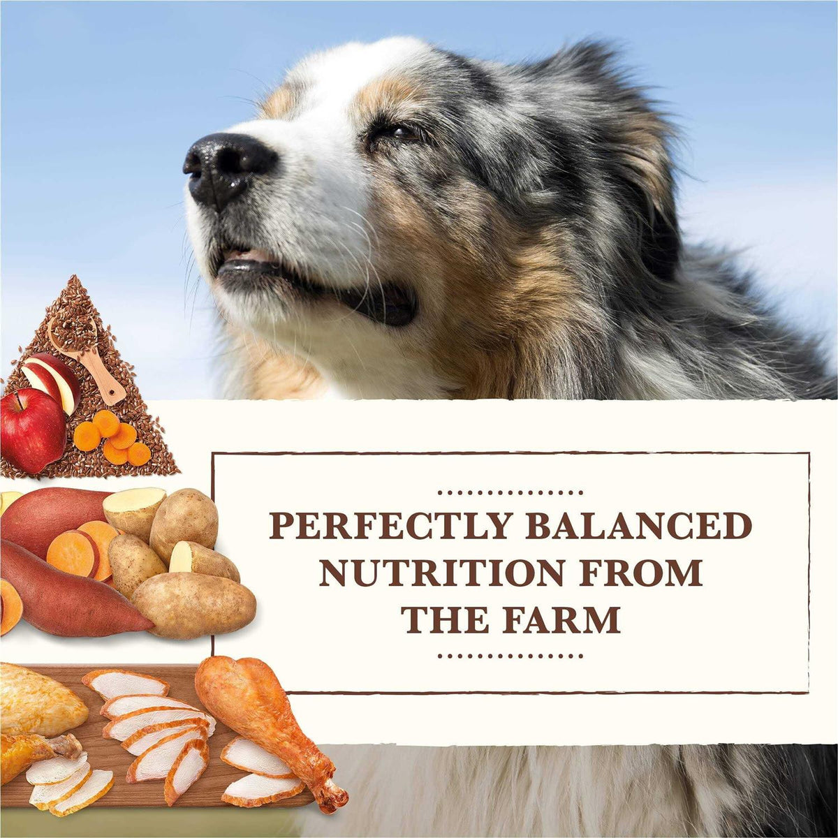 Grain Free Chicken Turkey Recipe Dry Dog Food L313
