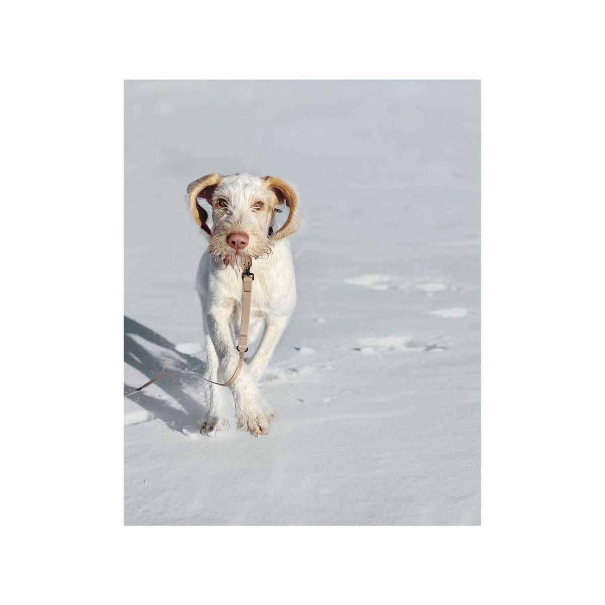 Waterproof Ultra Light Long Dog Leash M7740