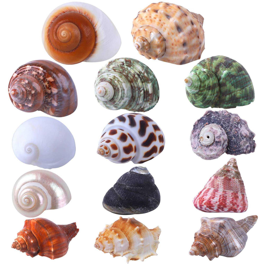 14 Pcs Natural Hermit Crab Shells O499156