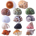 14 Pcs Natural Hermit Crab Shells O499156