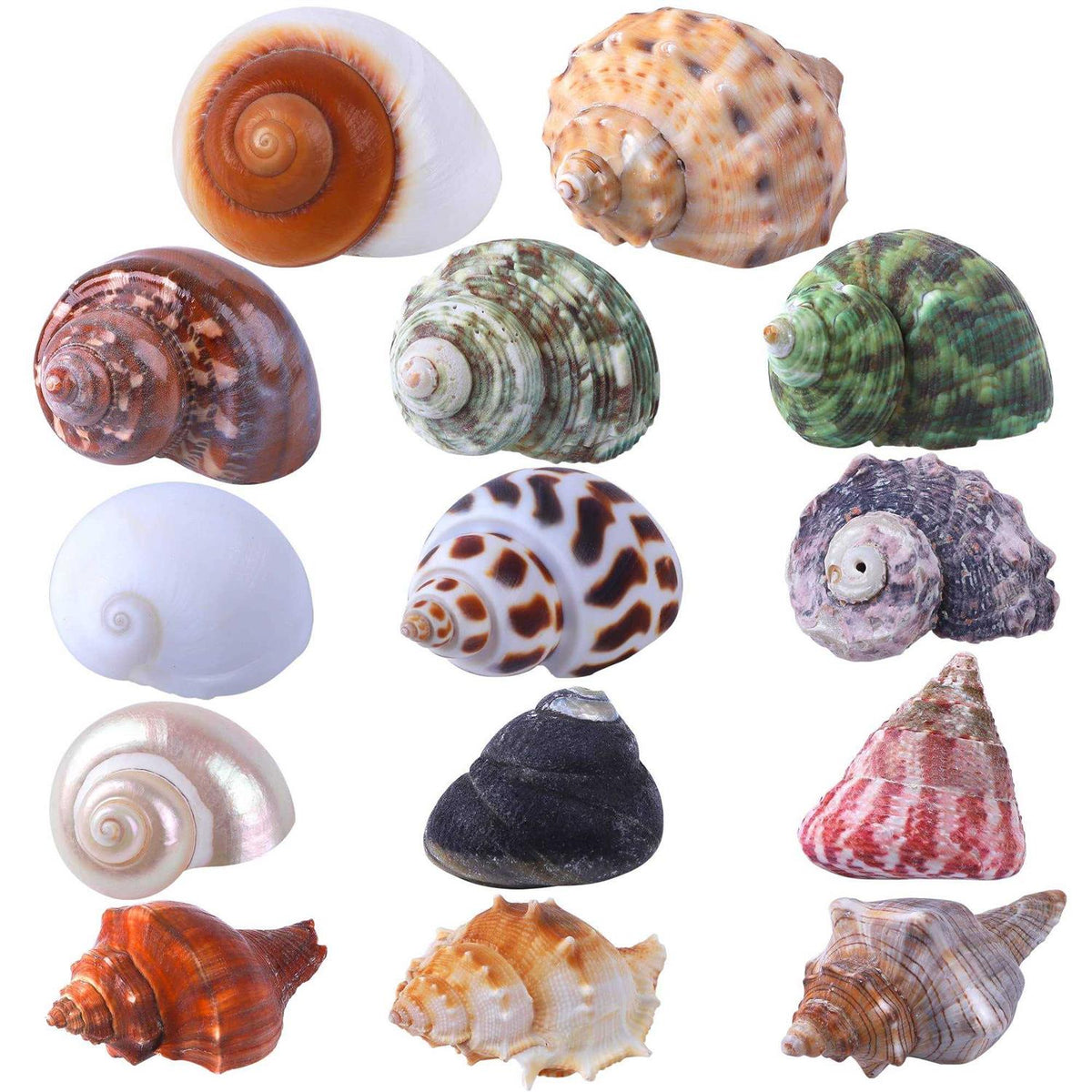 14 Pcs Natural Hermit Crab Shells O499156