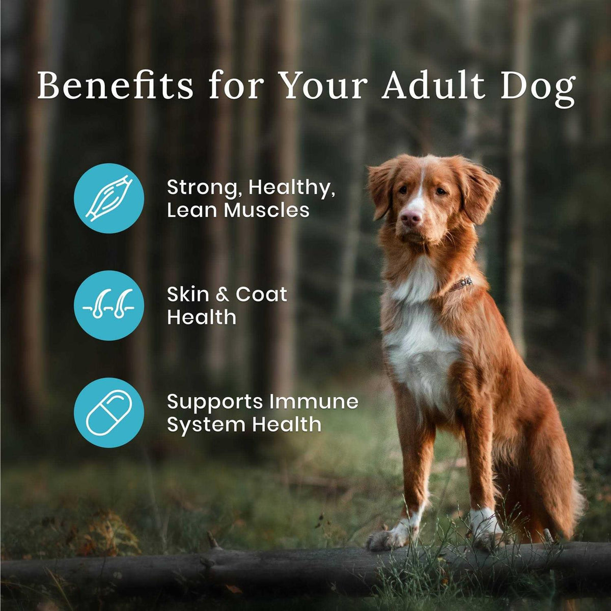 Dog Food B28062