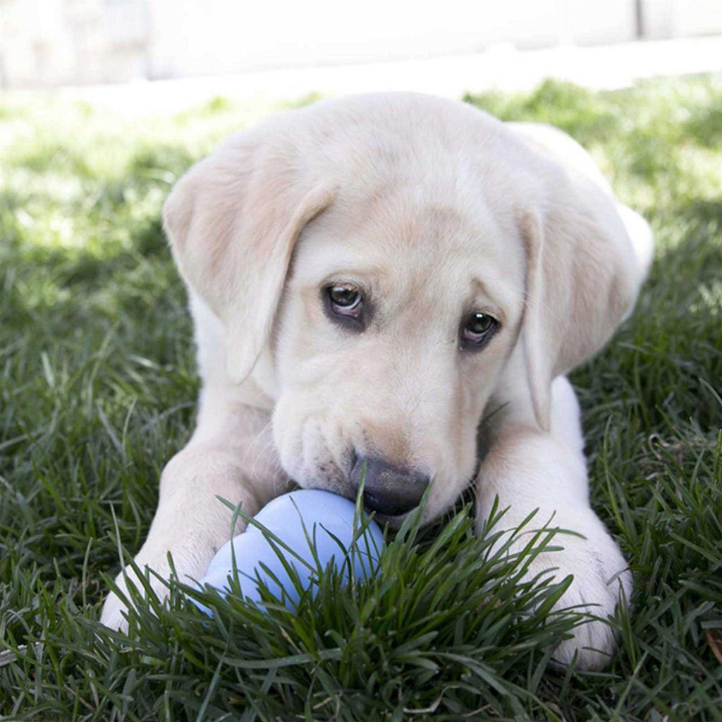 Puppy Toy K138062
