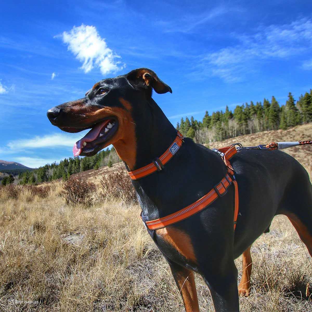 Reflective Adjustable Padded Dog Harness Q64654