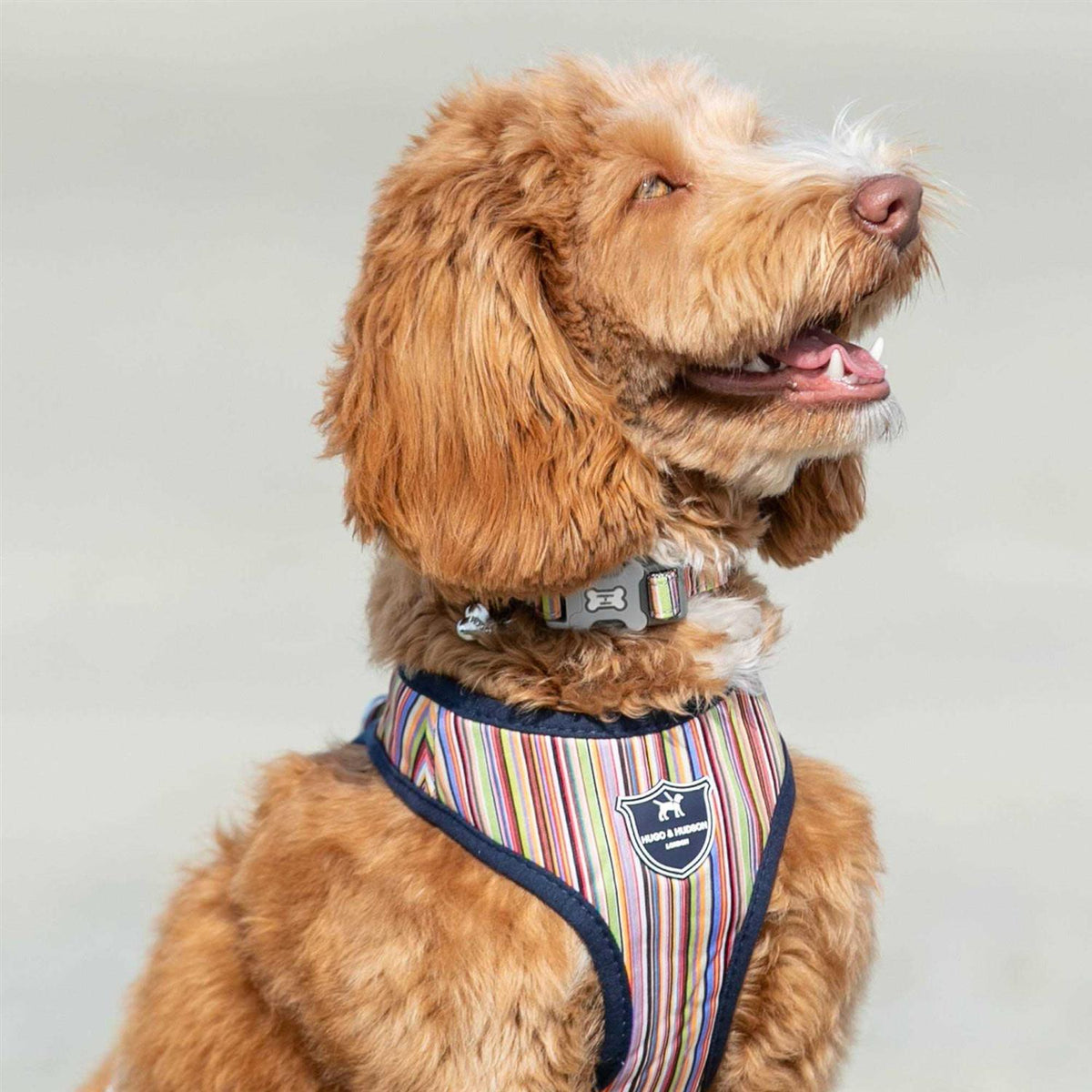 Fabric Nylon Dog Collar Y7927