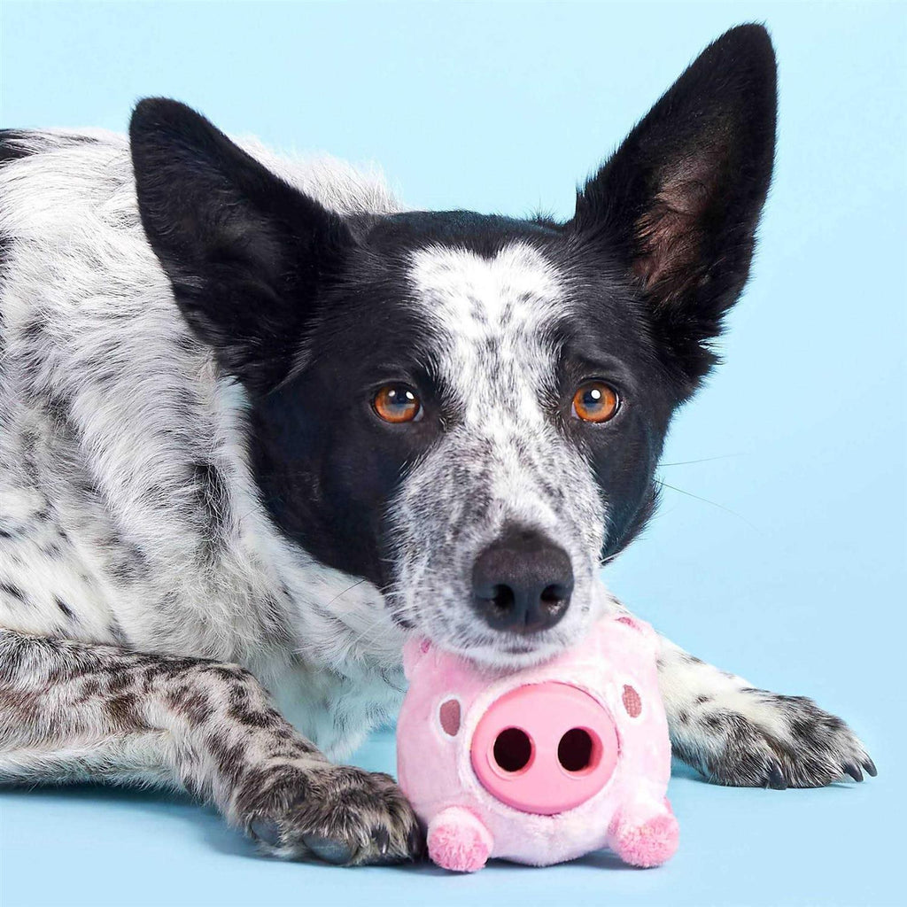 Pig Dog Toy V88963
