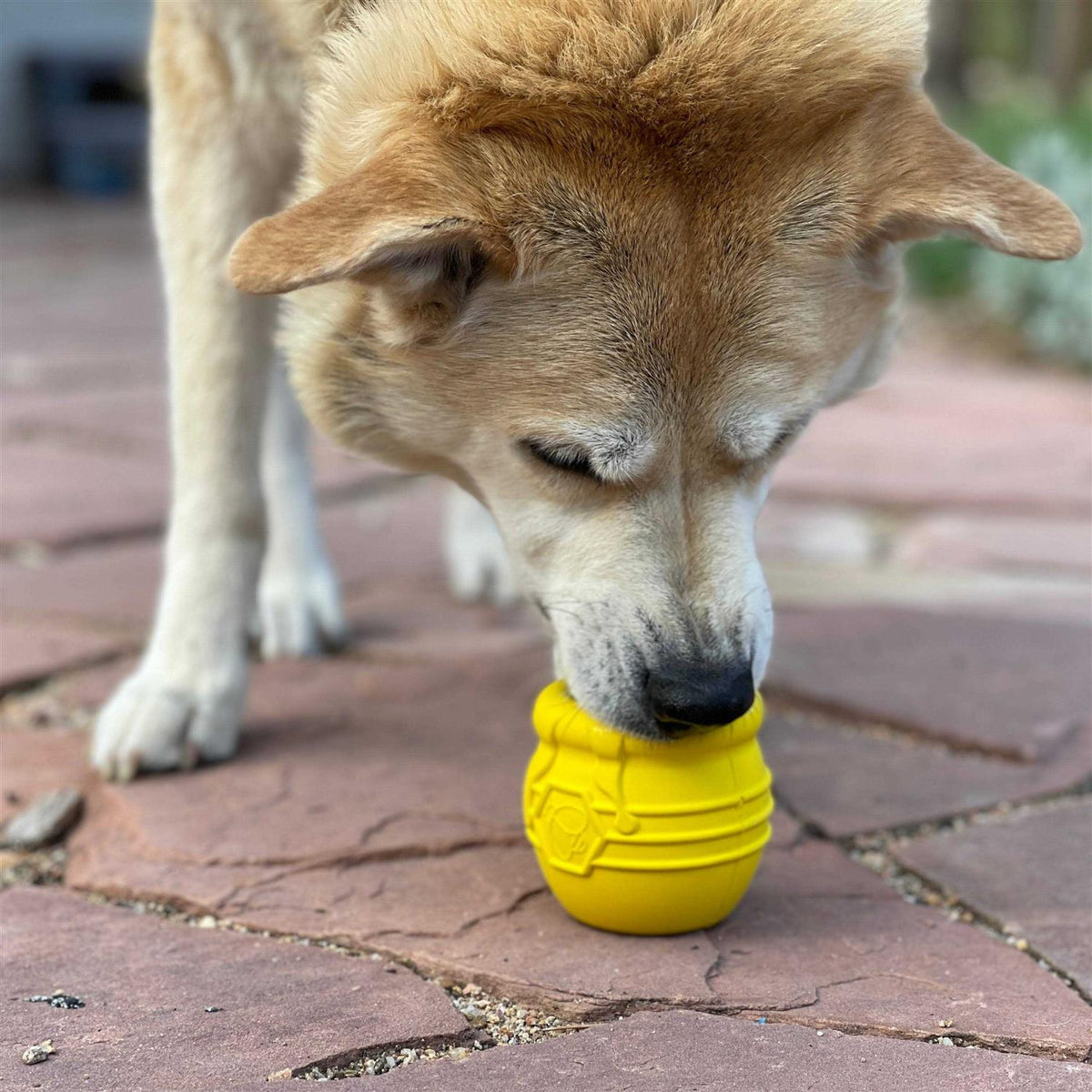 Durable Treat Dispenser & Enrichment Toy N313