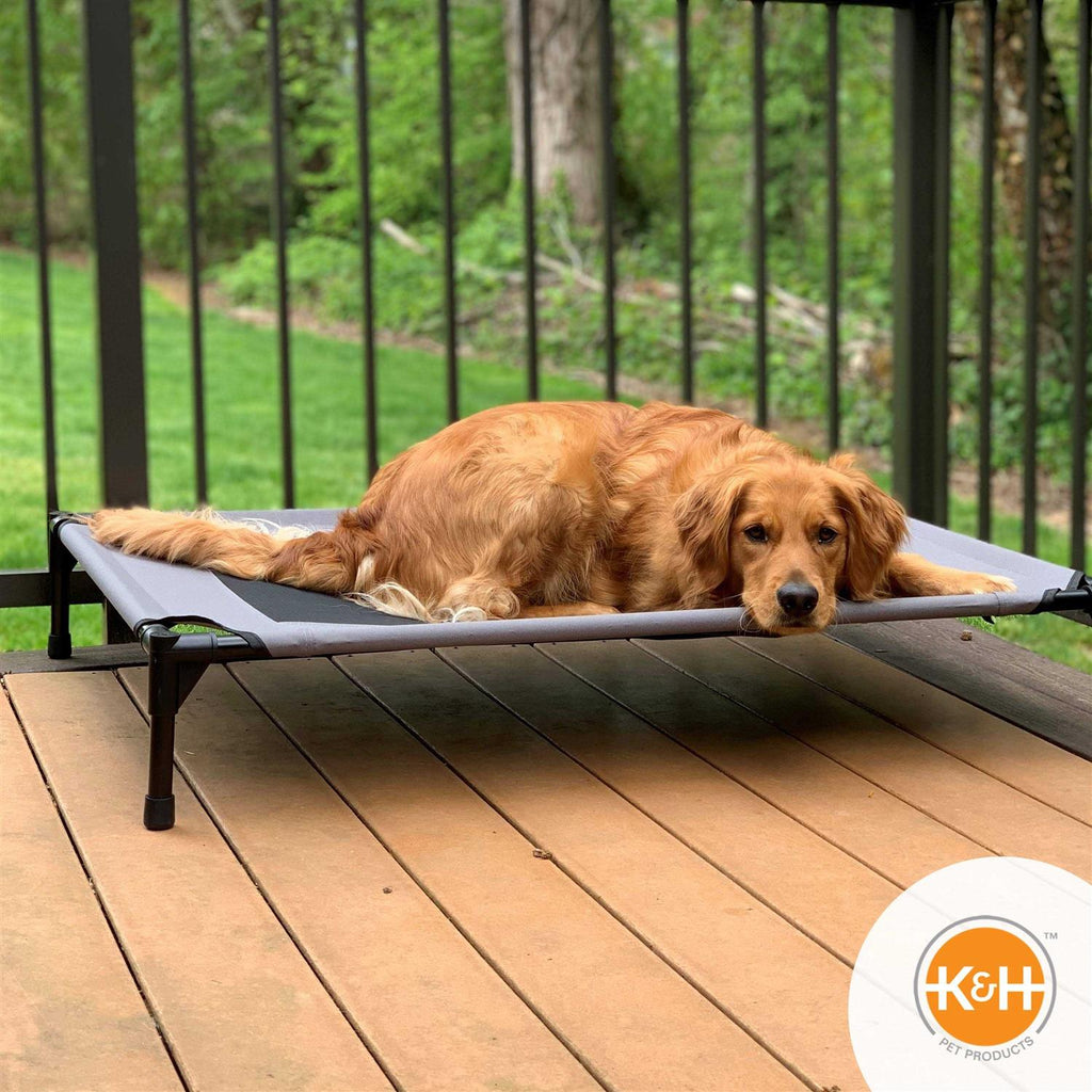 Elevated Pet Bed W250153