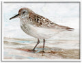 Sandpiper Painting Speckled Feather Beach Bird Nautical Coast White Framed Wall Art, 30 x 24 V5606