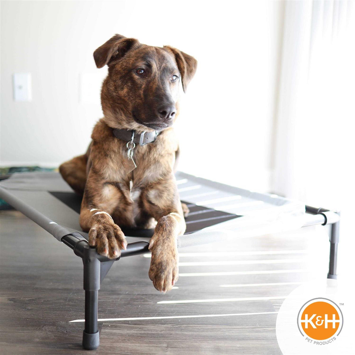 Elevated Pet Bed W250153