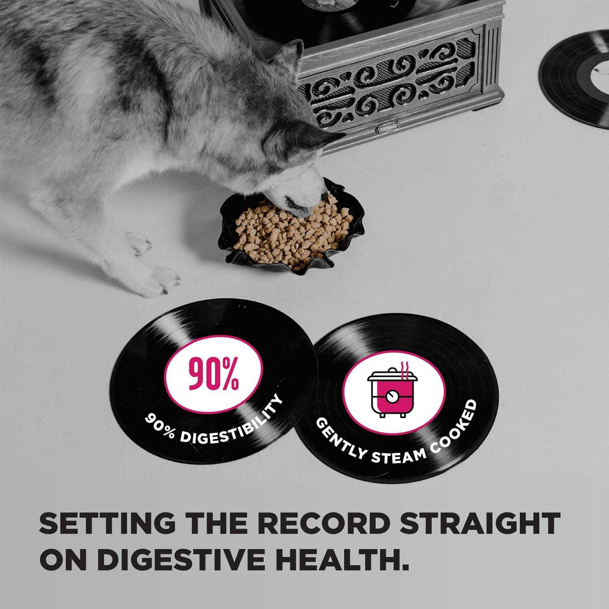 Dog Food S887