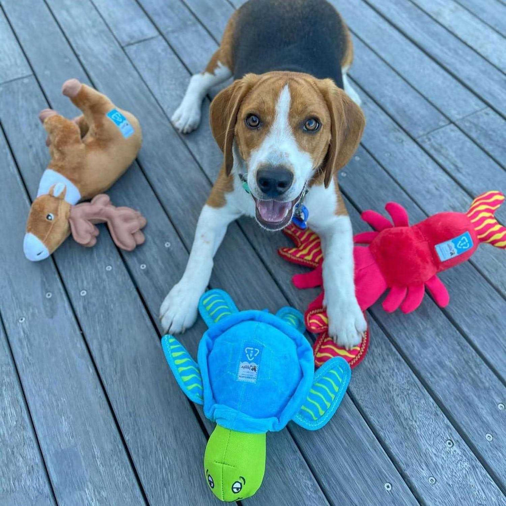 Plush Turtle Dog Toy P9884