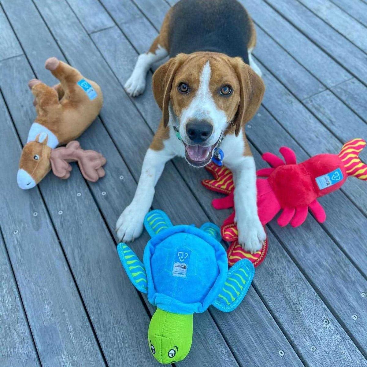 Plush Turtle Dog Toy P9884