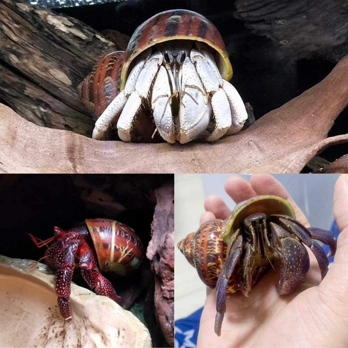 14 Pcs Natural Hermit Crab Shells O499156