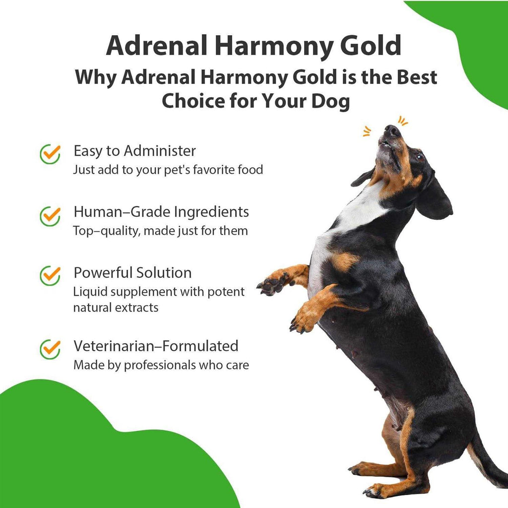 Adrenal Harmony Gold Dog Supplement X4031