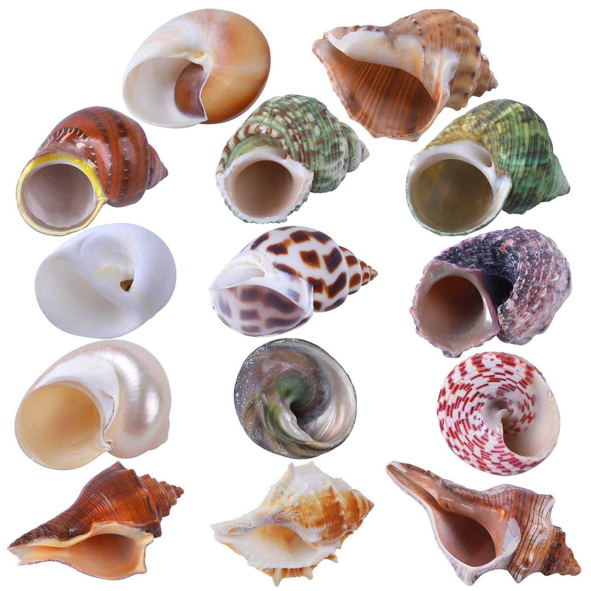 14 Pcs Natural Hermit Crab Shells O499156