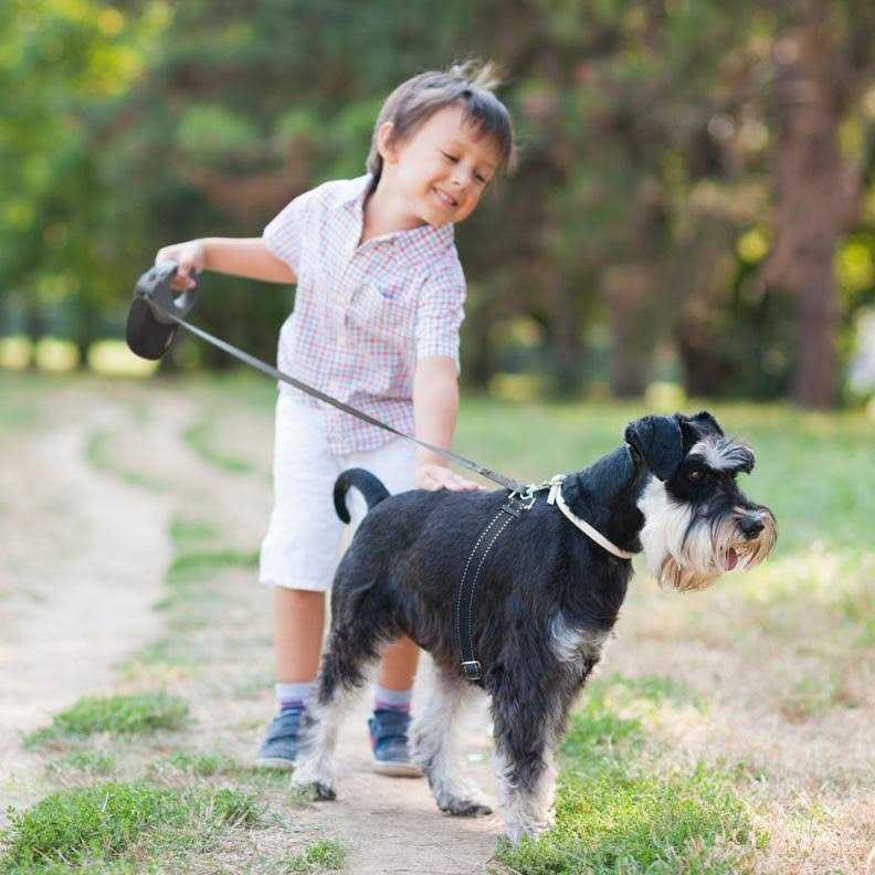 Retractable Dog Leash B884