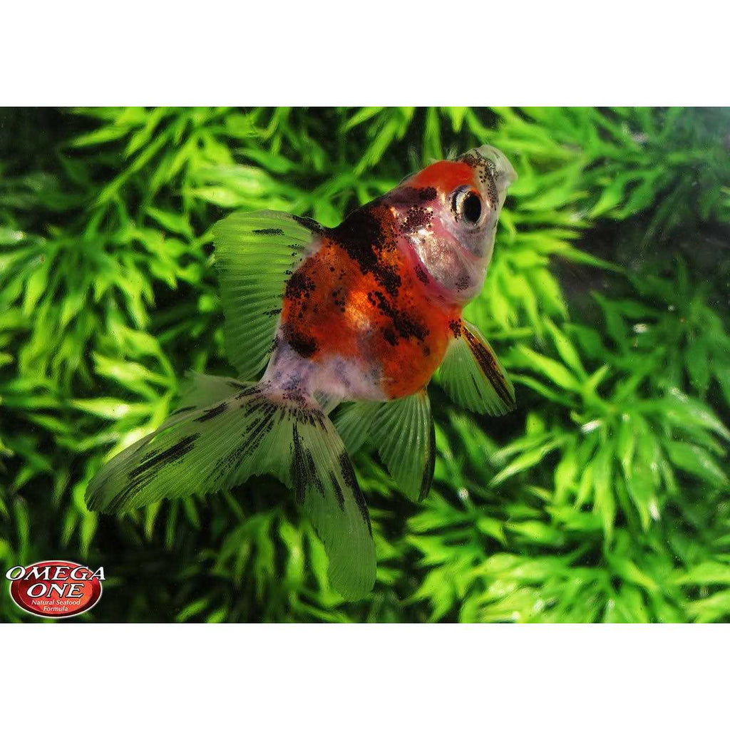 Sinking Small Goldfish Pellets V45237