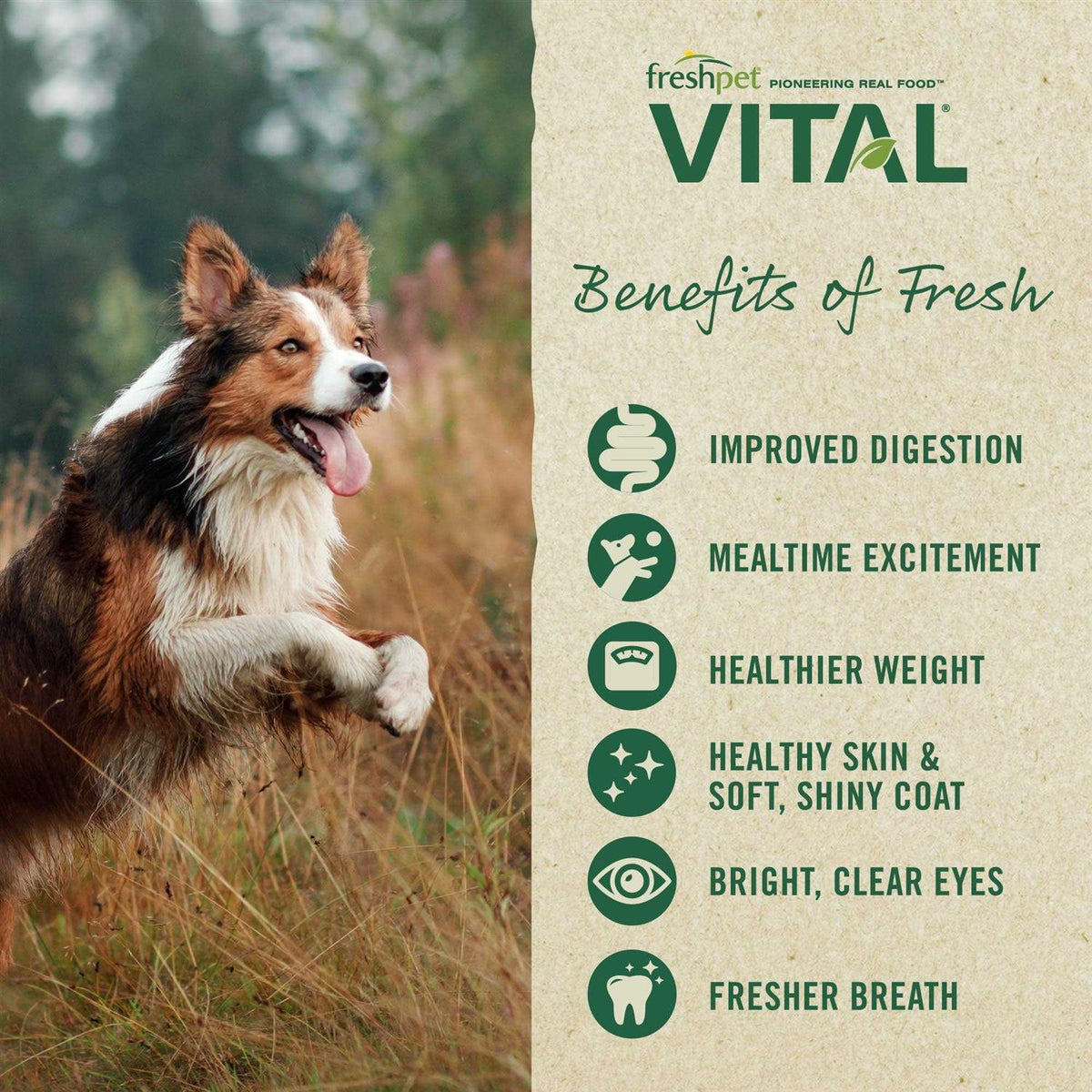 Grain-Free Beef & Bison Dog Food B68149