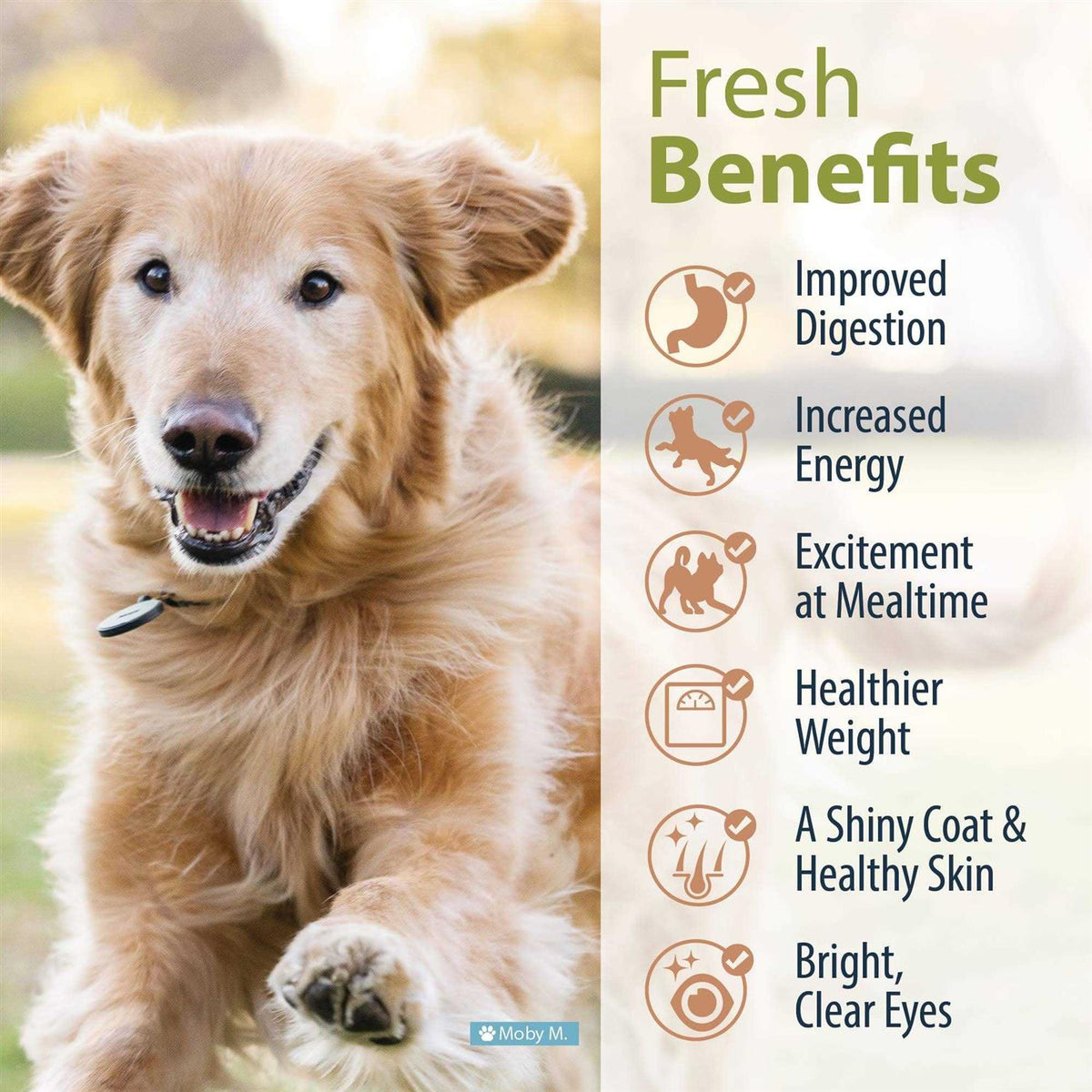 Frozen Fresh Dog Food J7604