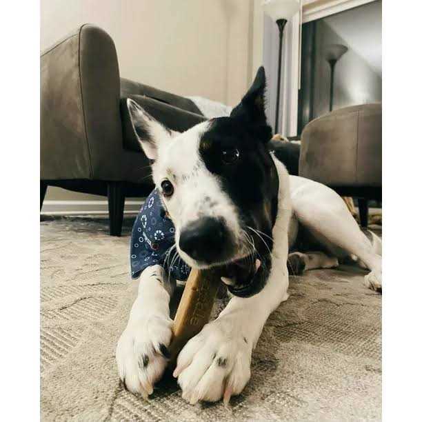 Dog Chews Z450