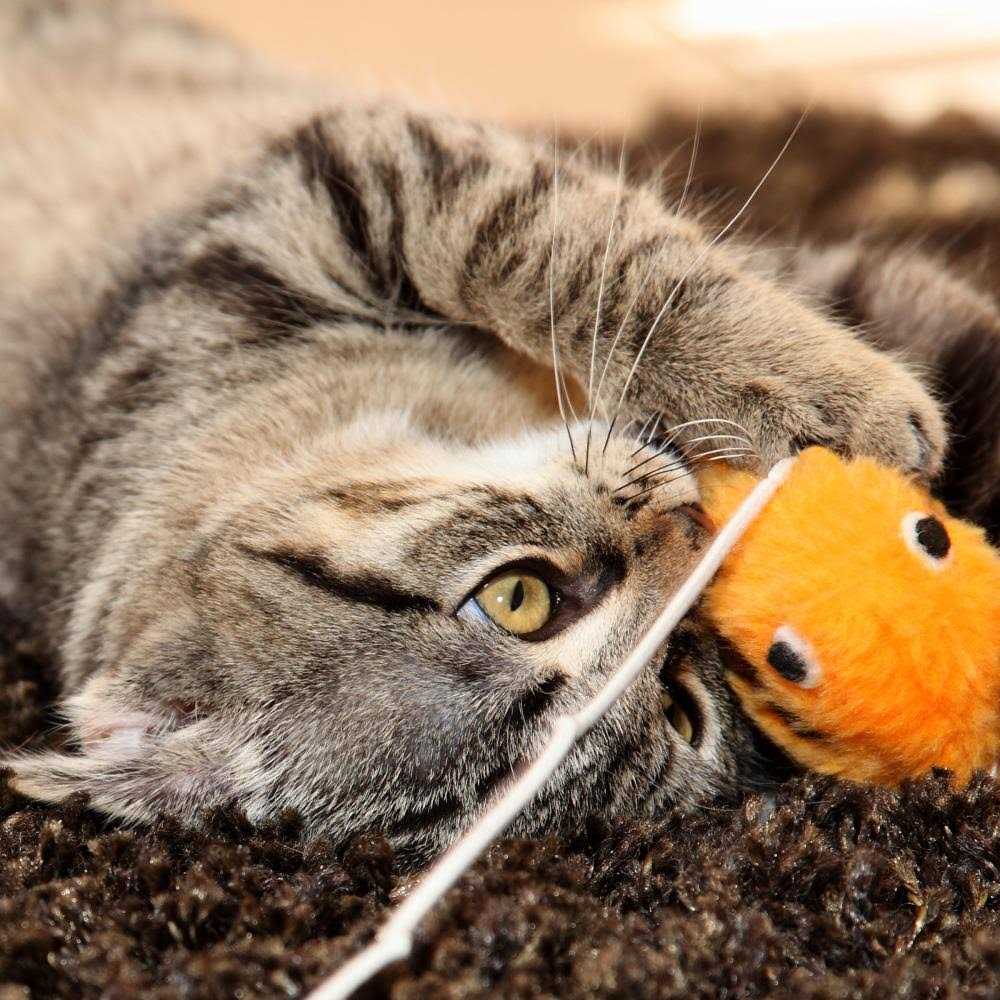 Foldable Cat Activity Center F660
