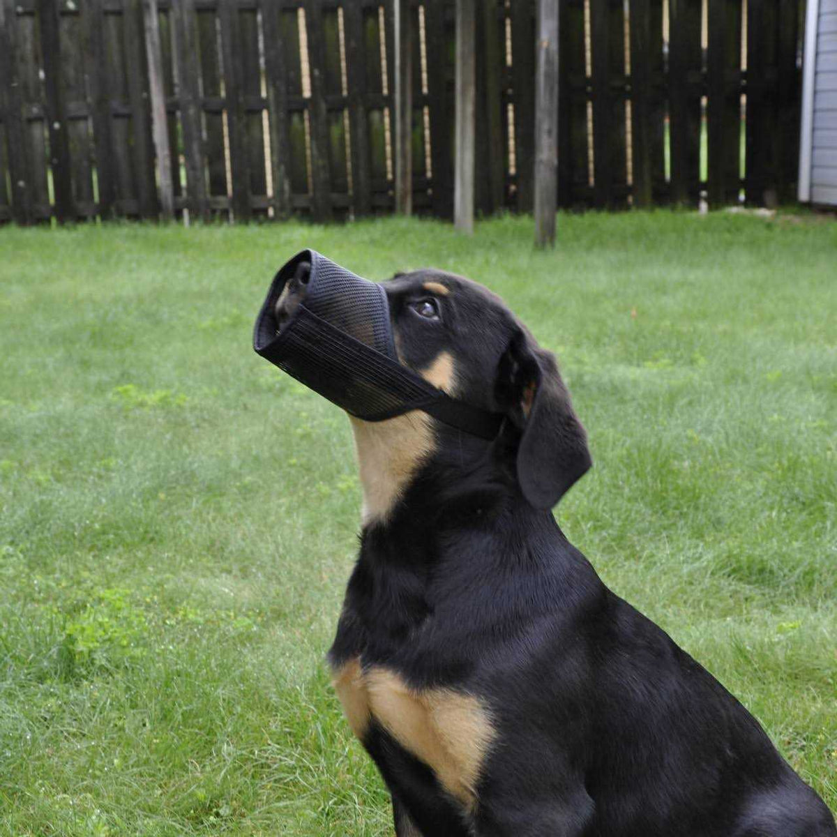 Muzzle F744764
