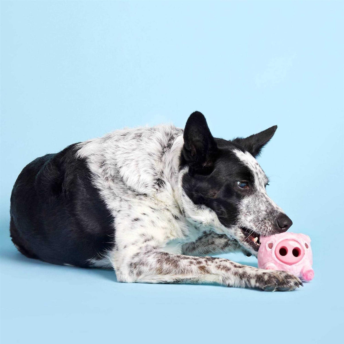Pig Dog Toy V88963